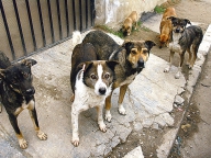 RCA pentru stăpânii de animale!