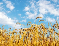 Criza alimentară mai aşteaptă. Rusia reia exportul de grâu