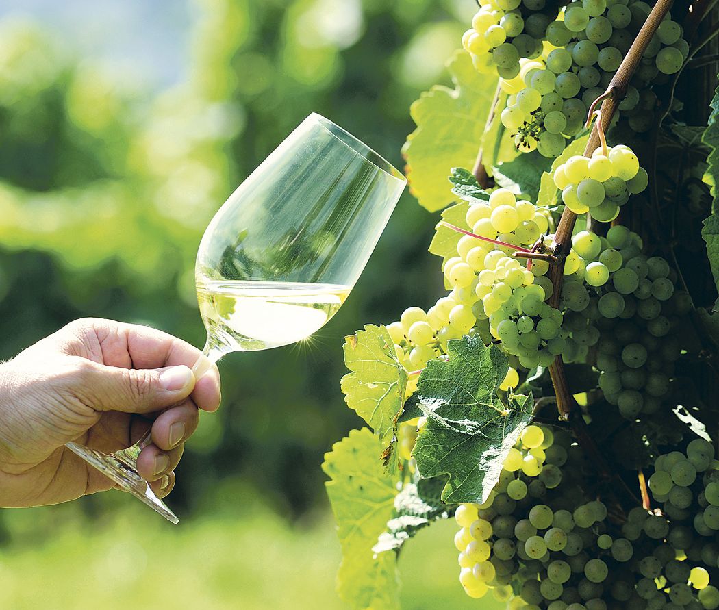 Lovitură pentru Chişinău. Ruşii vor să renunţe la importurile de vin moldovenesc