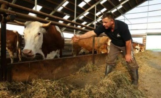 ANUNŢ APIA: Astăzi se plătesc banii pentru crescătorii de animale