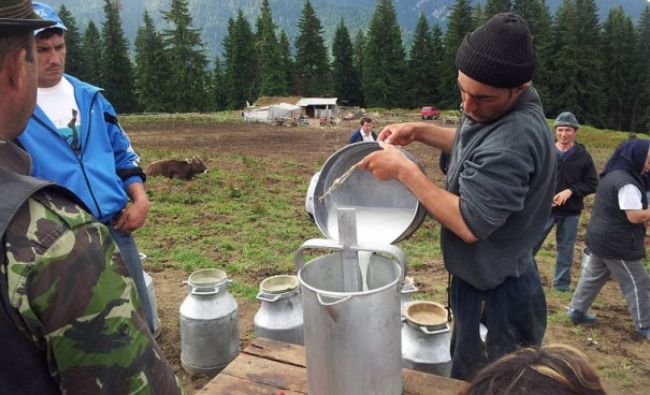 Care este județul campion la producția de lapte