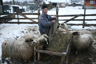 Ministrul Agriculturii acuză presiuni pe piaţă pentru majorarea preţului la carnea de miel