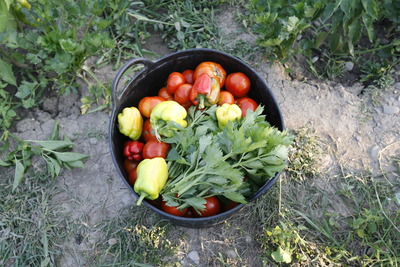 Exportul de produse agroalimentare ar putea scădea sub 30% din volum