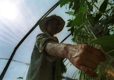 Agricultura, inclusă în schema UE privind gazele cu efect de seră