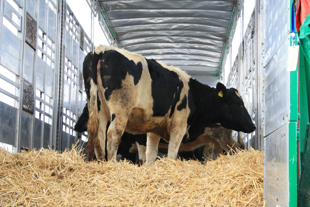Cum pot lua crescătorii de animale credite bancare, fără garanţie